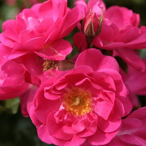 Vendita, rose rose floribunde - rosa - Rosa Neon ® - rosa dal profumo discreto - W. Kordes’ Söhne® - ,-